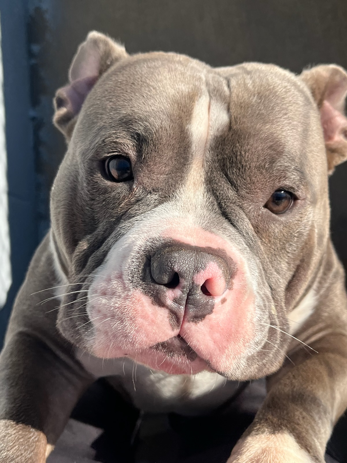 an American bully, begs to be picked up