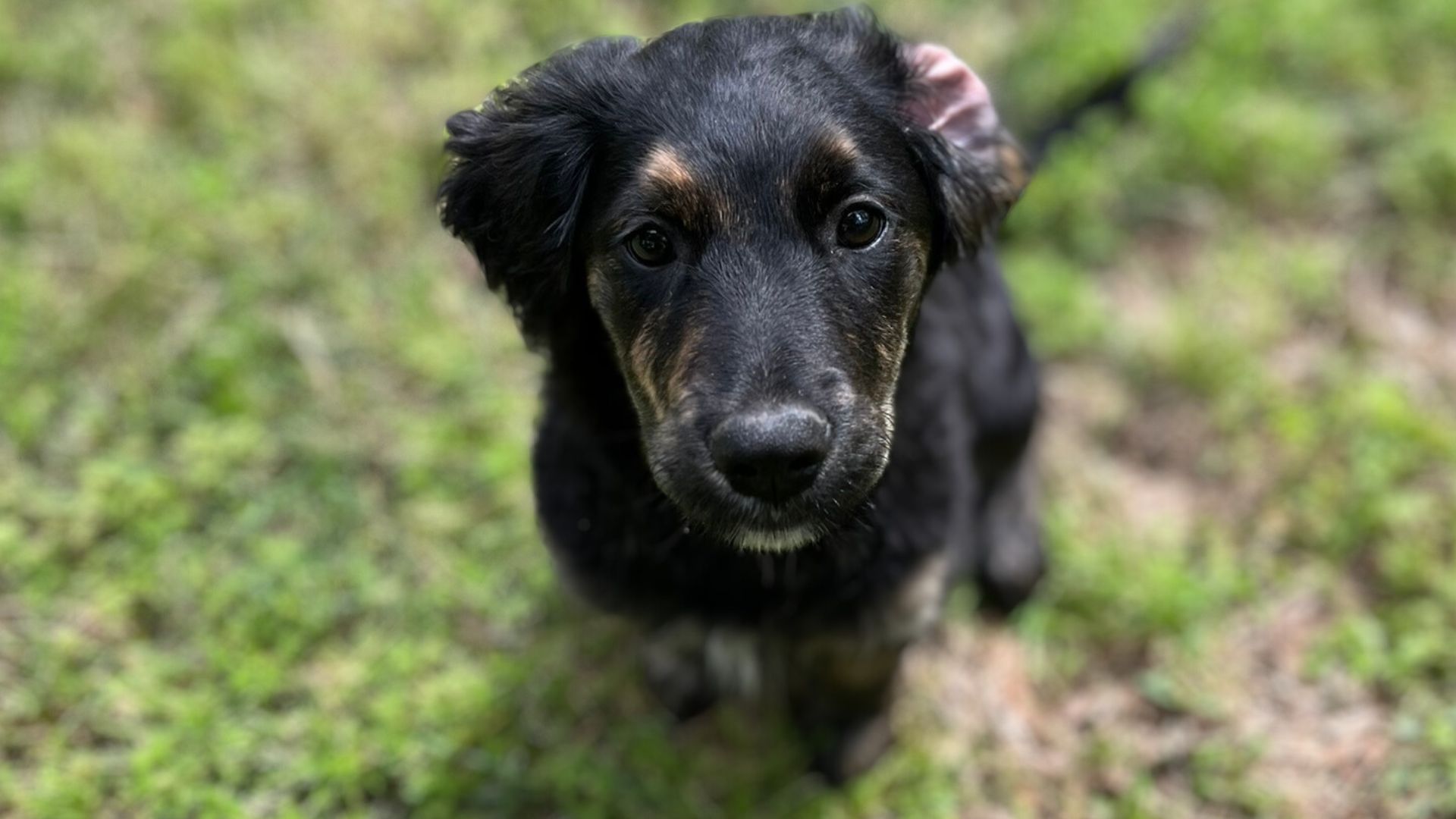 a cute puppy, sits in the grass looking up at the camera