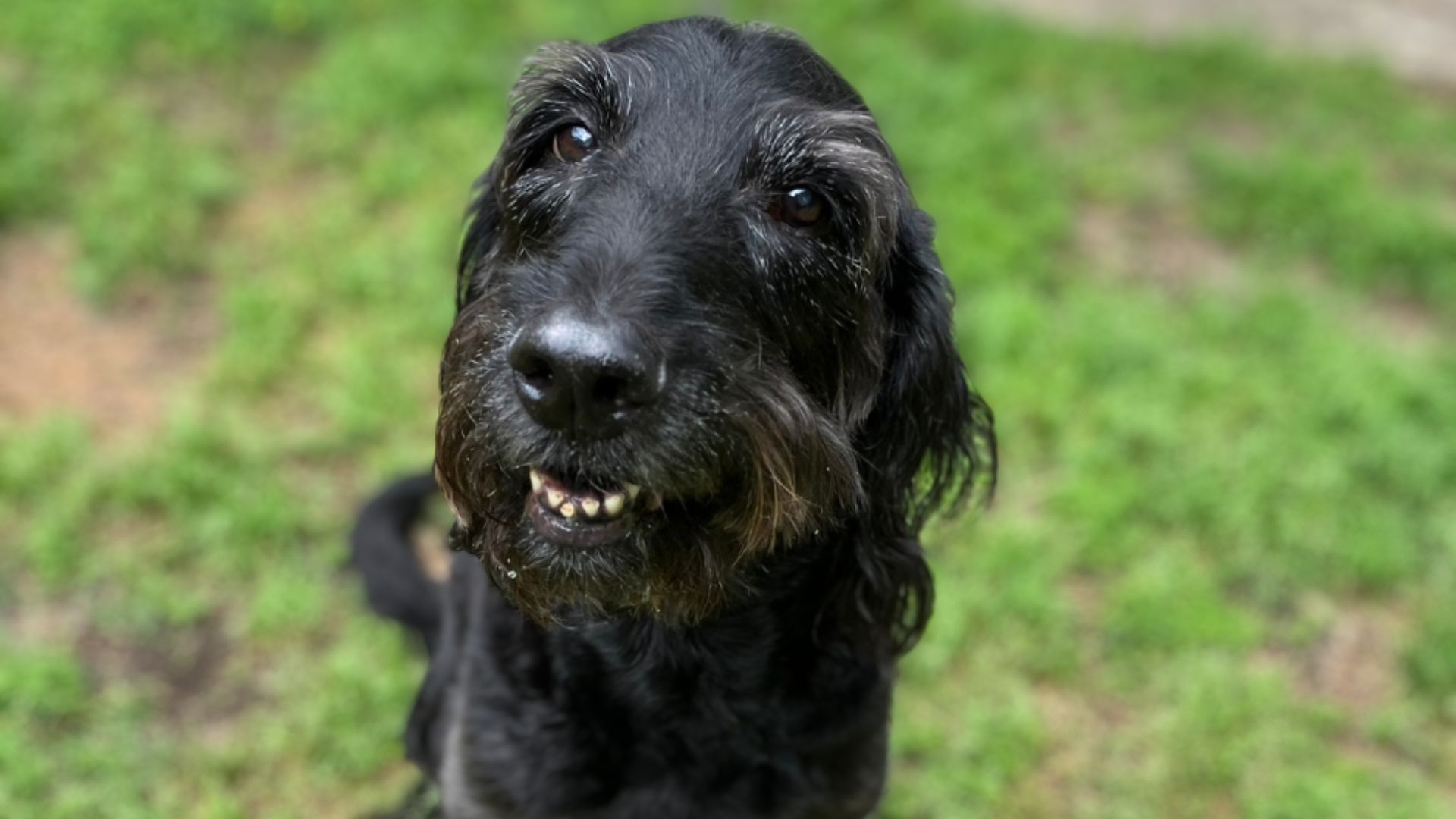 Molly, a black terrier, sits and smiles a good dog smile