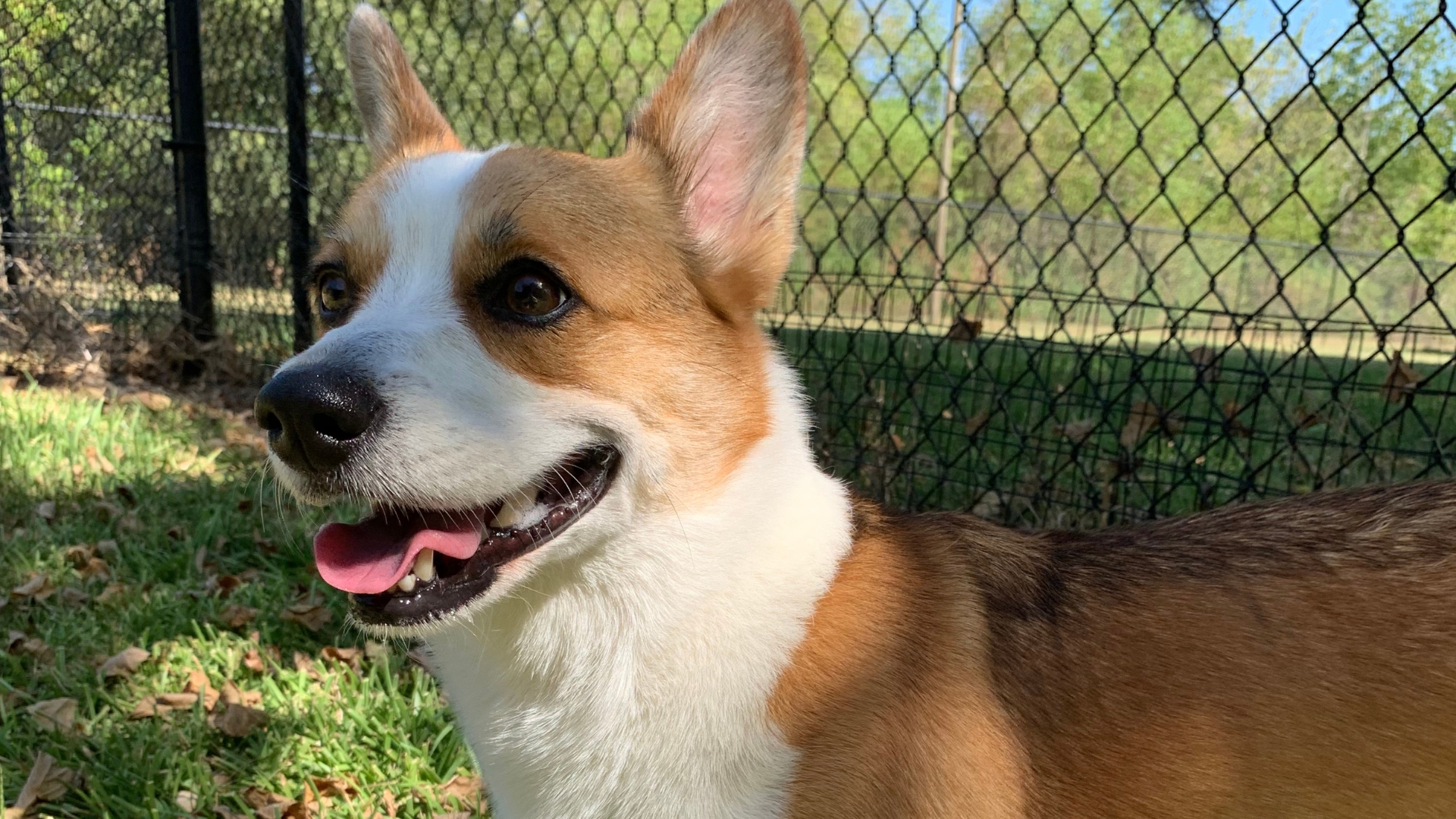 a corgi, smiles as he goes on a walk around the play yard