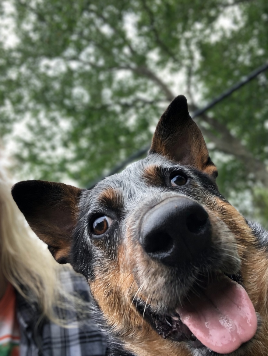 Loki going full derp! so cute!