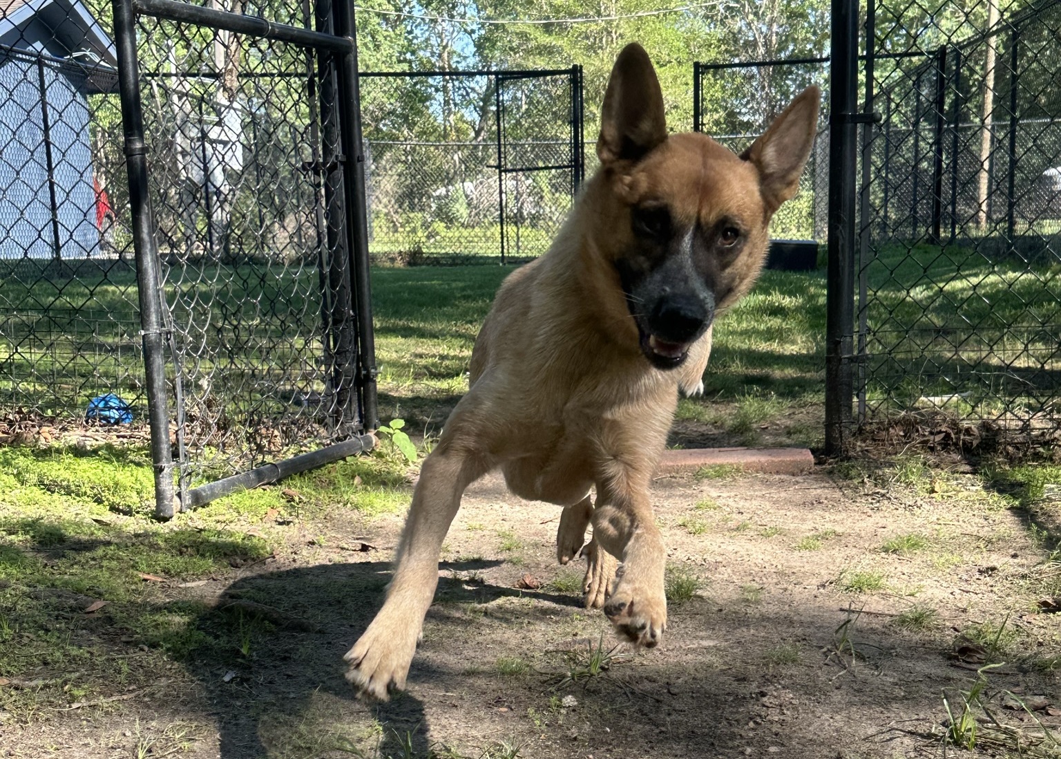 A playful dog bounds into the yard