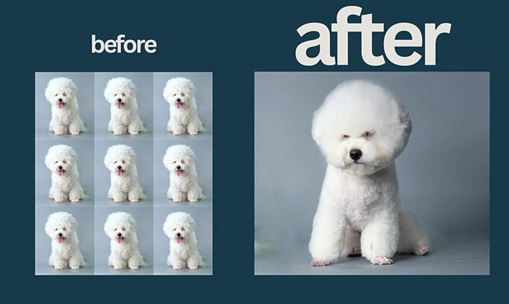 Dog Hair Before After